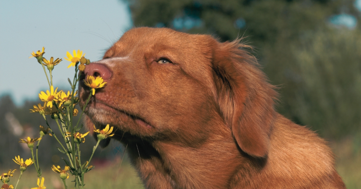 Perché i cani si annusano il sedere?